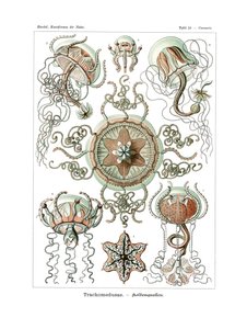 Trachomedusae, 1899-1904
